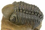 Curled Reedops Trilobite - Beautiful Preservation #275234-1